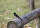 4. Birds in Local Park